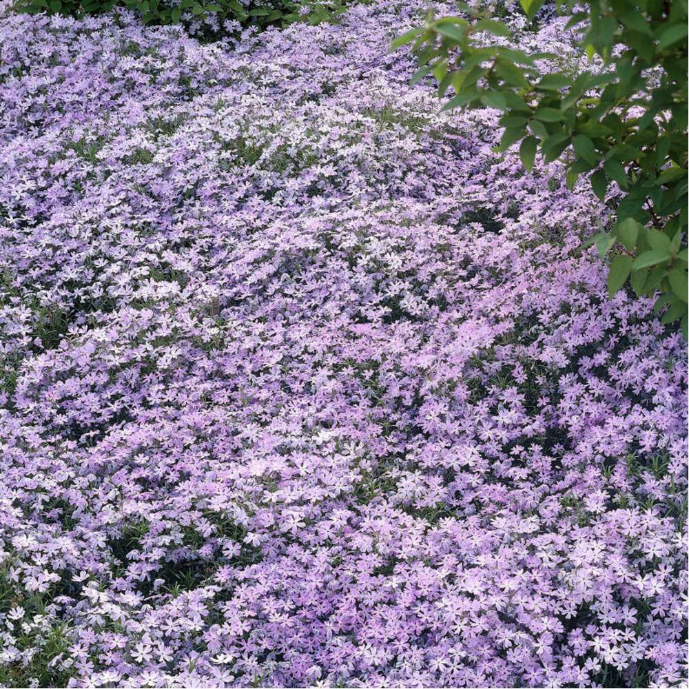 Mossflox 'Emerald Cushion Blue' (Phlox subulata)